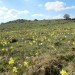 Champs de jonquilles sur l'Aubrac