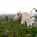 Randonn�e Puy Mary, volcan d'Auvergne