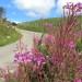 Epilobe en �pi sur Aubrac, pr�s de la cascade du D�roc
