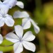 Une des nombreuses fleurs du Jardin Majorelle