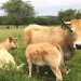 Vaches d'Aubrac, pr�s de Laguiole