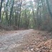 Randonn�e nus en foret 