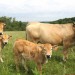 Vaches de race Aubrac