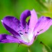 G�ranium des bois