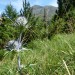 chardon bleue des pyr�n�es