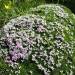 Parterre de fleurs roses sur mousse verte