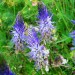 Raiponce � feuilles de b�toine