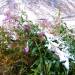 Premi�re neige