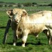 Taureau de race Aubrac