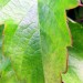 Feuille � St Jean de Cole
