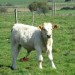 Veau de race Aubrac