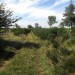 Draille sur Aubrac, sentier pour les troupeaux