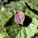 Feuille de noisetier dans les Pyr�n�es