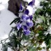 Aconit Nappel fleur dans les Pyr�n�es