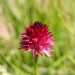 Nigritelle rose dans les Alpes 