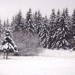 Sapin Aveyronnais sur l'Aubrac