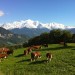 Massif du Mont Blanc: A Burzier, au dessus de Sallanches