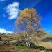 Couleurs d'automne sur le plateau de Saugu�