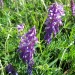 Fleur en Aveyron