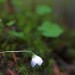 Fleur dans la for�t