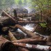 Troncs d'arbres dans la rivi�re