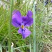 Violette sur le Puy Mary