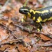 Salamandre dans les sous-bois
