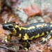 Salamandre dans les Hautes-Pyr�n�es