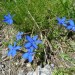 Fleurs dans les Alpes pr�s du refuge du Glacier Blanc