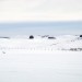 Aubrac sous la neige