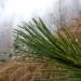 Jour de brouillard