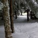 Neige sur le sentier botanique de Laguiole
