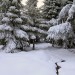 Neige sur le plateau de l'Aubrac