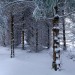 Balade dans la neige sur le sentier botanique de Laguiole