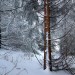Beaucoup de neige sur le sentier et sur les arbres