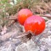 Cynorrhodon dans la mont�e aux lacs Palluel et Faravel