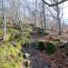 Le sentier monte dans la for�t
