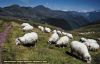 Moutons � Arlet