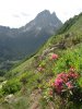 Rhododendron