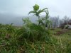 Hell�bore vert
