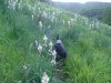 Asphod�le blanc