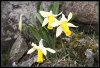Jonquilles