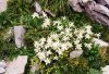 Edelweiss