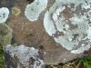 Lichen