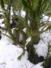 Lichen