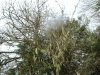 Lichen