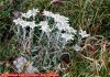  Edelweiss
