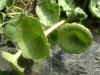 Nombril de V�nus