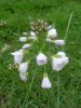 Cardamine des pr�s