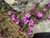 Saxifrage � feuilles oppos�es